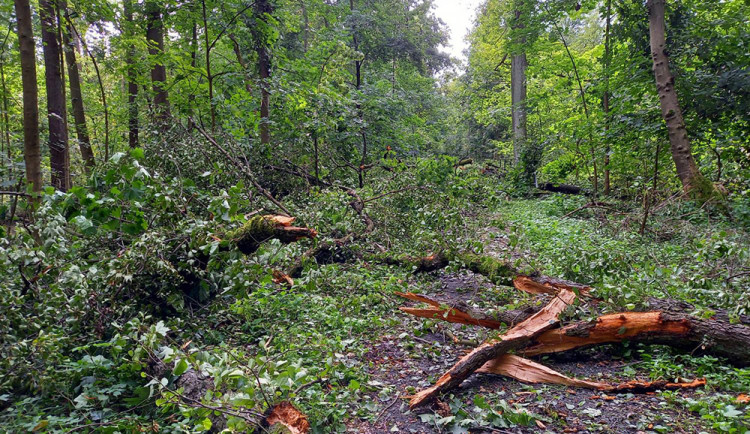 Spoušť v přírodní rezervaci Žebračka: vichr poničil v Přerově dvanáct hektarů lesa