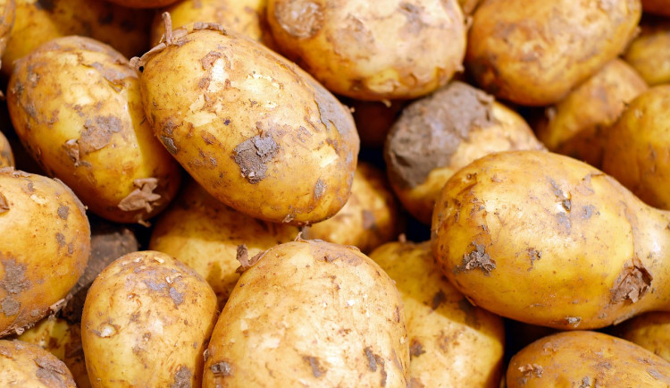 Ochrana pro brambory před nákazou. Řešení budou hledat i vědci z Univerzity Palackého