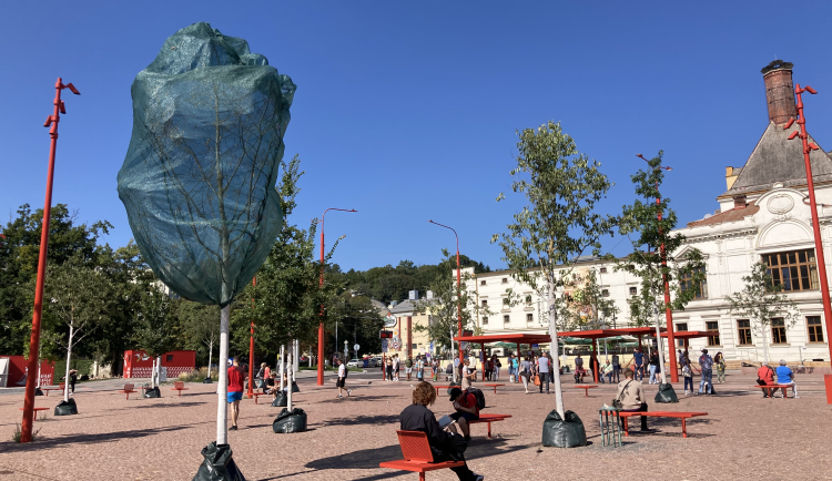 Nové stromy na brněnském Mendlově náměstí usychají. Pomoci mají ochranné sítě