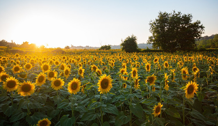 size3-16938124031377-152-v-tydnu-si-uzijeme-slunecneho-pocasi-a-teplot-az-kolem-30-stupnu-rano-pozor-na-mlhy