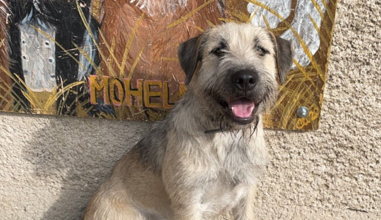 HLEDÁME PÁNÍČKA: V mohelnickém útulku čeká na nový domov šest pejsků