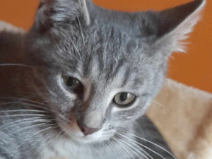 HLEDÁME PÁNÍČKA: Opuštění kočičí sourozenci z Prostějova nemají kam jít
