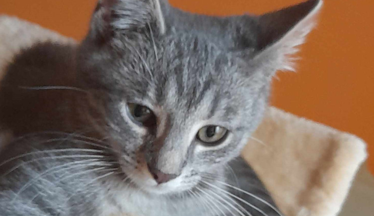 HLEDÁME PÁNÍČKA: Dvě dvojice kočičích sourozenců z Prostějova nemá kam jít