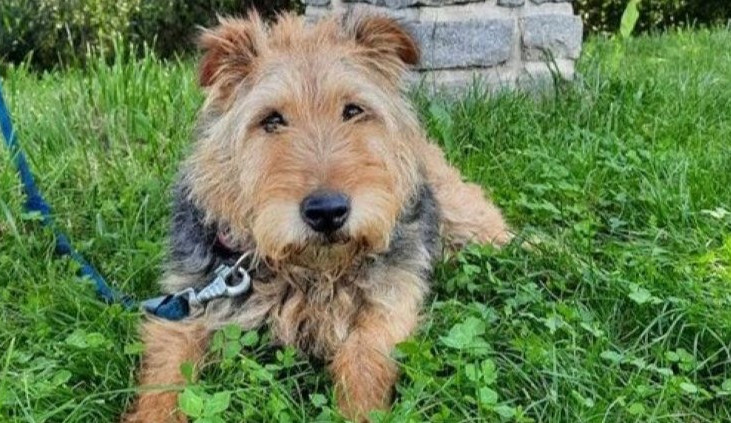 HLEDÁME PÁNÍČKA: Bingo z množírny, dědeček Felix nebo roční Ťapinka, opuštění pejsci z Javorníku