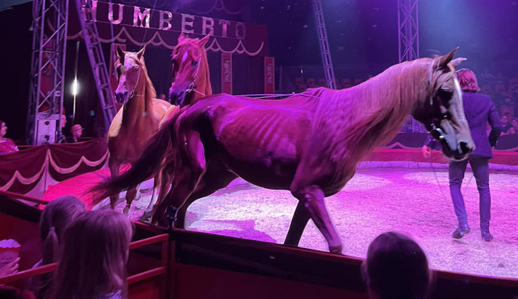 Veterinární inspekce zkontrolovala cirkus na Hané kvůli vyzáblému hřebci. Pochybení nezjistila