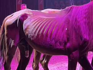 Veterinární inspekce zkontrolovala cirkus na Hané kvůli vyzáblému hřebci. Pochybení nezjistila