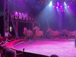 Veterinární inspekce zkontrolovala cirkus na Hané kvůli vyzáblému hřebci. Pochybení nezjistila