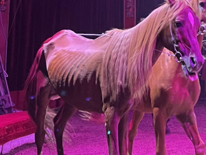 Veterinární inspekce zkontrolovala cirkus na Hané kvůli vyzáblému hřebci. Pochybení nezjistila