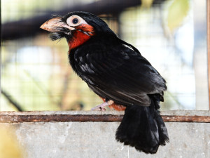 První mládě vousáka po osmi letech. Olomoucká zoo slaví úspěch s chovem afrického ptáka