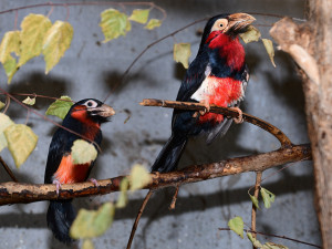 První mládě vousáka po osmi letech. Olomoucká zoo slaví úspěch s chovem afrického ptáka
