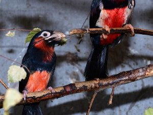 První mládě vousáka po osmi letech. Olomoucká zoo slaví úspěch s chovem afrického ptáka