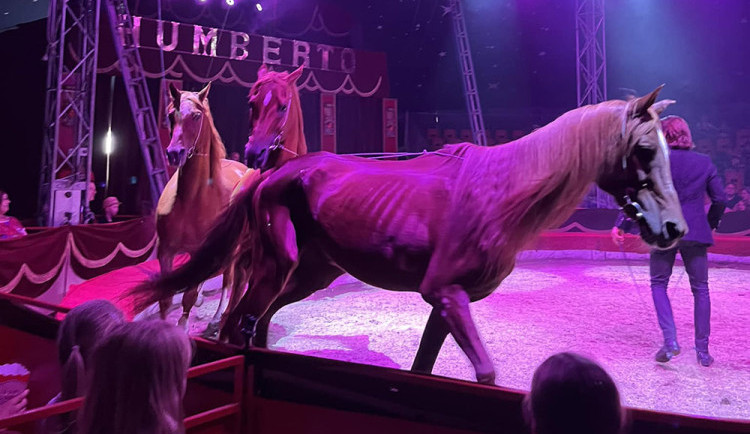 Veterinární inspekce zkontrolovala cirkus na Hané kvůli vyzáblému hřebci. Pochybení nezjistila