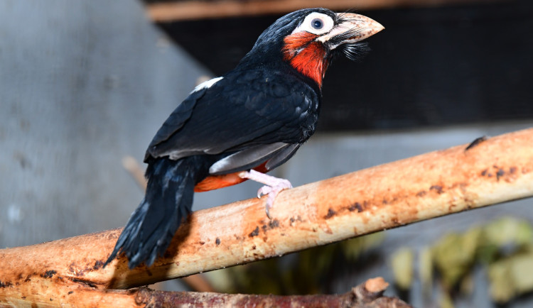 První mládě vousáka po osmi letech. Olomoucká zoo slaví úspěch s chovem afrického ptáka