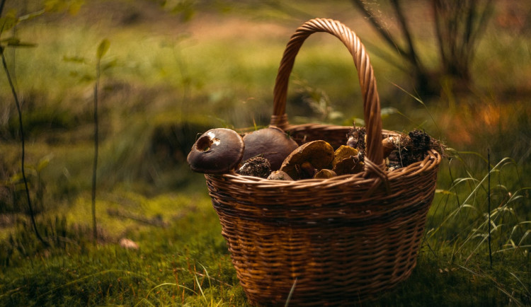 size3-fungus-4994622_1280