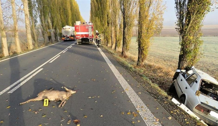 Teď je opravdu dost srážek se zvěří, varují dopravní policisté