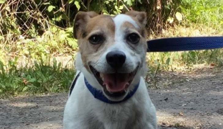 HLEDÁME PÁNÍČKA: Metty, Brita a Endík z útulku v Čechách pod Kosířem čekají na nový domov