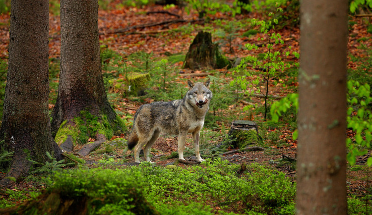 V Krkonoších se zabydleli vlci, turisté by je ale neměli krmit