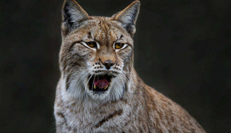 Jihlavská zoo stále postrádá samičku rysa. Je možné, že ji teď na podzim opět zachytí fotopast