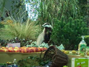 FOTOGALERIE: Československo středobodem Flory. V Olomouci začala tradiční zahradnická výstava