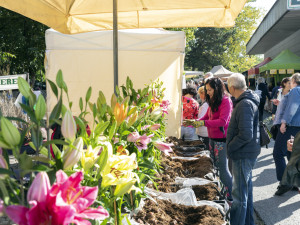 FOTOGALERIE: Československo středobodem Flory. V Olomouci začala tradiční zahradnická výstava