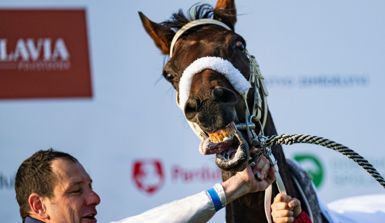 Vítězství na Velké pardubické slaví desetiletý valach Sacamiro ze stáje na Přerovsku