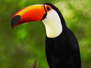 Tukan obrovský