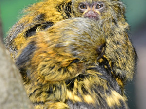 V olomoucké zoo už jsou k vidění dvojčata nejmenších opic na světě. Vozí se na zádech otce a sourozenců