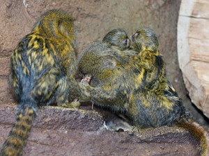 V olomoucké zoo už jsou k vidění dvojčata nejmenších opic na světě. Vozí se na zádech otce a sourozenců