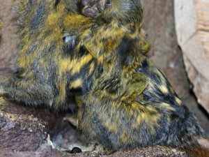 V olomoucké zoo už jsou k vidění dvojčata nejmenších opic na světě. Vozí se na zádech otce a sourozenců
