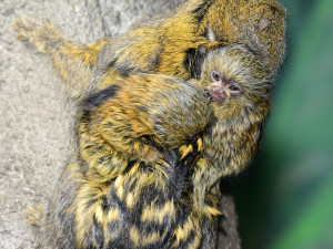 V olomoucké zoo už jsou k vidění dvojčata nejmenších opic na světě. Vozí se na zádech otce a sourozenců
