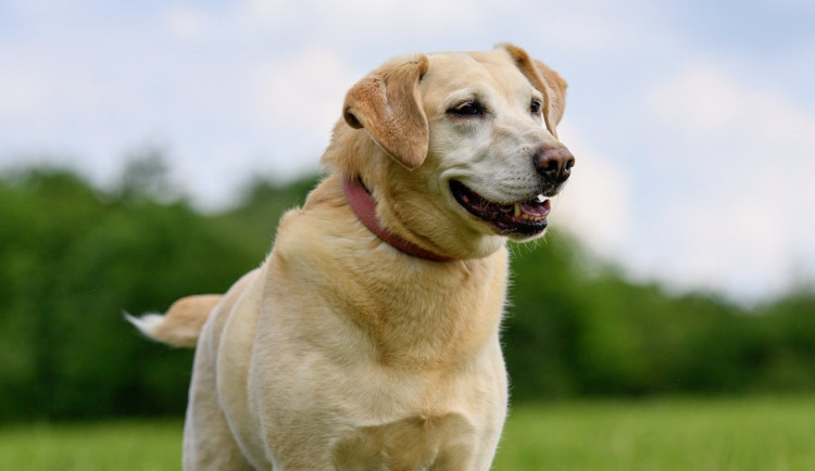 HLEDÁME PÁNÍČKA: Aron, Rocky a Laura z olomouckého útulku čekají na svou novou šanci