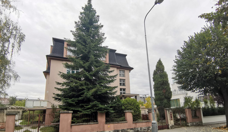 Vánoční strom pro Olomouc roste kousek od zimáku. Děti mohou pro smrk i letos vymyslet jméno