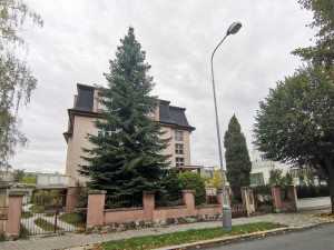 Vánoční strom pro Olomouc roste kousek od zimáku. Děti mohou pro smrk i letos vymyslet jméno