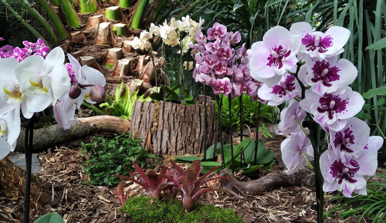 TIP NA VÍKEND: Vůně a krása Klenotů pralesa. Sbírkové skleníky v Olomouci zvou na vzácné orchideje