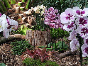 TIP NA VÍKEND: Vůně a krása Klenotů pralesa. Sbírkové skleníky v Olomouci zvou na vzácné orchideje