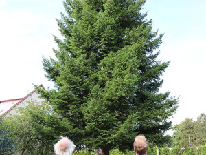 Vánoční strom pro přerovské náměstí TGM roste v Troubkách