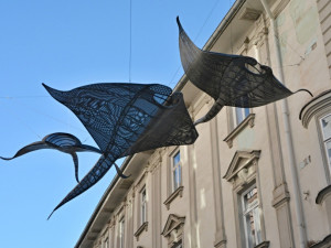 Olomouckou Opletalovou ulicí plují manty. Od místních sklízí pozitivní ohlasy