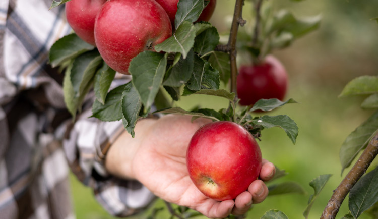 Kofola kupuje Pragerovy sady na Šumpersku. Bude zde pěstovat ciderovou odrůdu jablek