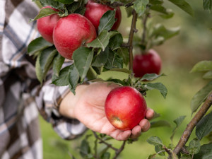 Kofola kupuje Pragerovy sady na Šumpersku. Bude zde pěstovat ciderovou odrůdu jablek