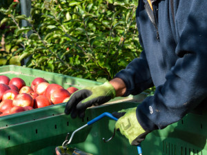Kofola kupuje Pragerovy sady na Šumpersku. Bude zde pěstovat ciderovou odrůdu jablek