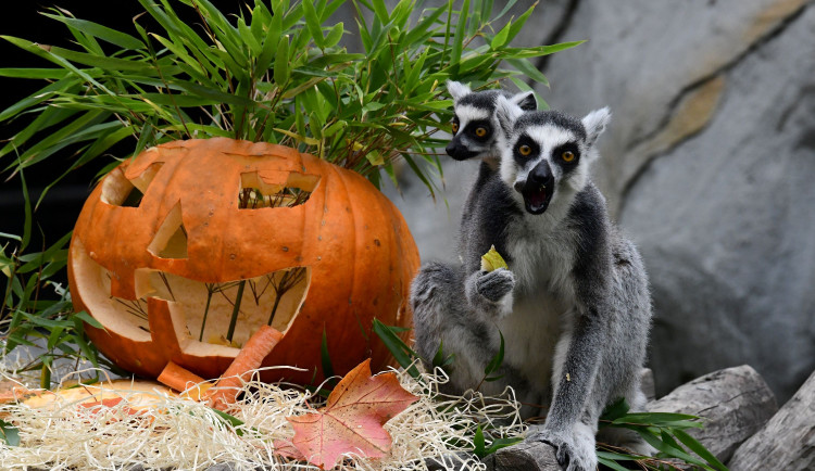 FOTOGALERIE: Zvířata v olomoucké zoo debužírovala na halloweenských dýních. Byli v nich červíci a sarančata