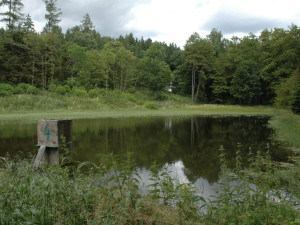Hráz rybníka u Přerova potřebuje havarijní opravu. Výlov po 18 letech slibuje zajímavé úlovky