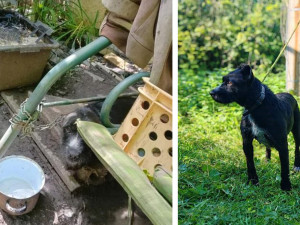 Útulek hledá domov pro týrané psy z Prostějovska. Milouš, Nugetka a Pirát se těší na nové páníčky