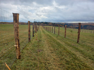 Tisíce stromů na zemědělské půdě na Libavé. Vojenské lesy spustily agrolesnické projekty
