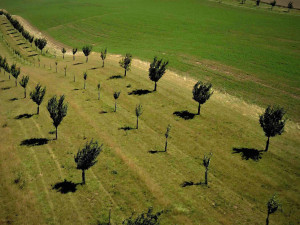 Tisíce stromů na zemědělské půdě na Libavé. Vojenské lesy spustily agrolesnické projekty
