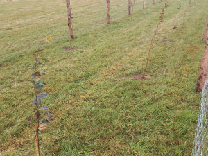 Tisíce stromů na zemědělské půdě na Libavé. Vojenské lesy spustily agrolesnické projekty