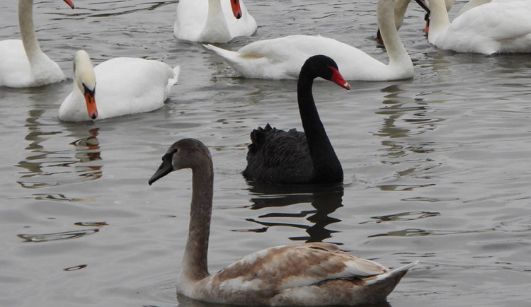 VIDEO: Na rybník v Tovačově zavítala černá labuť. Mohla uniknout ze soukromého chovu