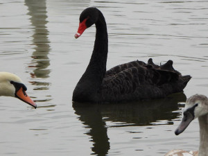 Na rybník v Tovačově zavítala černá labuť. Mohla uniknout ze soukromého chovu