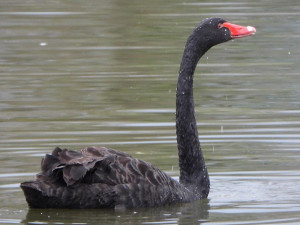 Na rybník v Tovačově zavítala černá labuť. Mohla uniknout ze soukromého chovu
