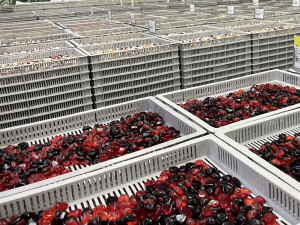 Továrna Nestlé Sfinx ročně vyrobí téměř 11 tisíc tun želé